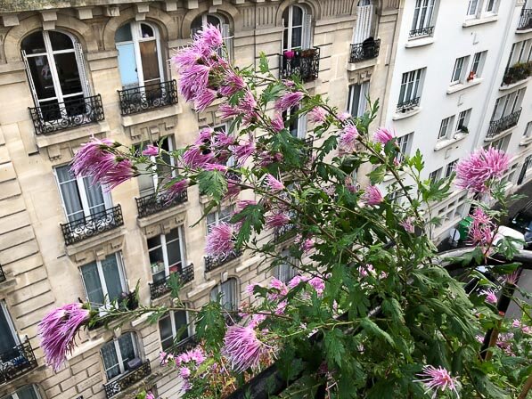 Lire la suite à propos de l’article Toujours beaucoup de fleurs sur le chrysanthème ‘Goshoma Haru’