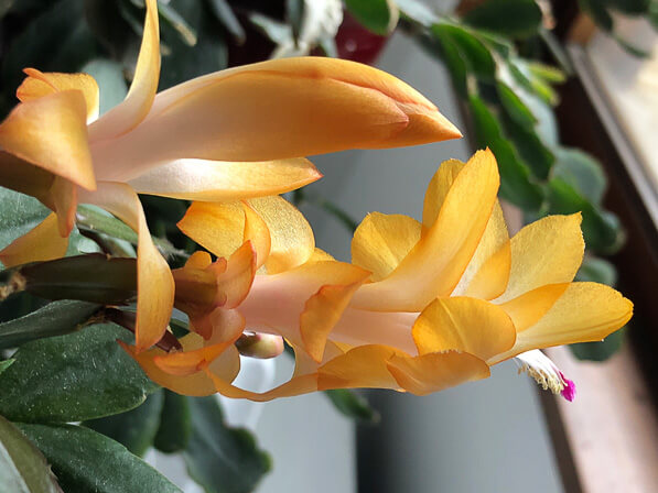Lire la suite à propos de l’article Cactus de Noël, l’or lui va si bien !