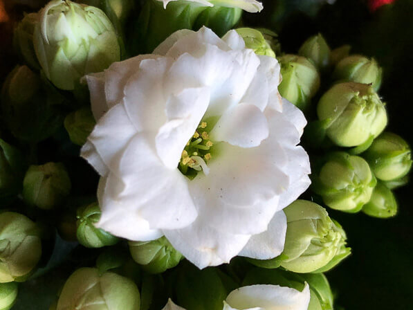 Lire la suite à propos de l’article Les belles petites roses du Kalanchoé Calandiva