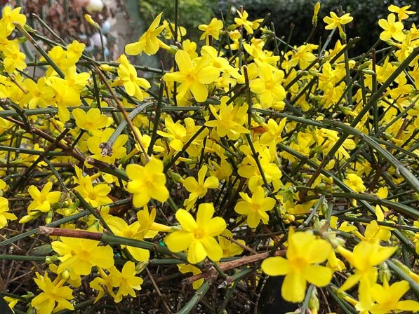 Lire la suite à propos de l’article Saint-Sylvestre fleurie avec le jasmin d’hiver