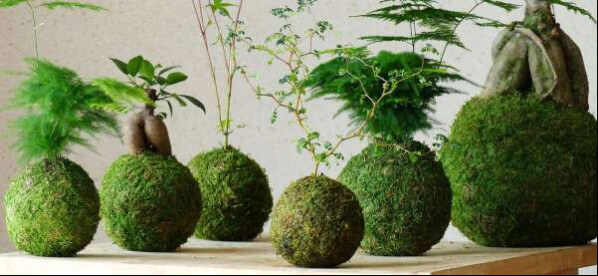 Lire la suite à propos de l’article Atelier Do It Yourself (DIY) Kokedama et art végétal japonais