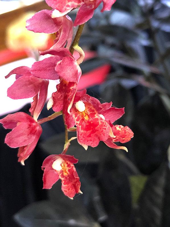 Howeara ‘Red Mini’, orchidée, Orchidacées, plante d'intérieur,Paris 19e (75)