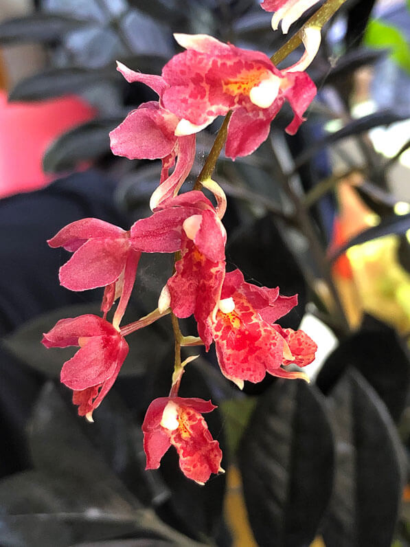 Lire la suite à propos de l’article Nouvelle floraison de mon petit pied d’Howeara ‘Red Mini’