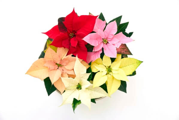 Lire la suite à propos de l’article Le 12 décembre, c’est la journée du poinsettia