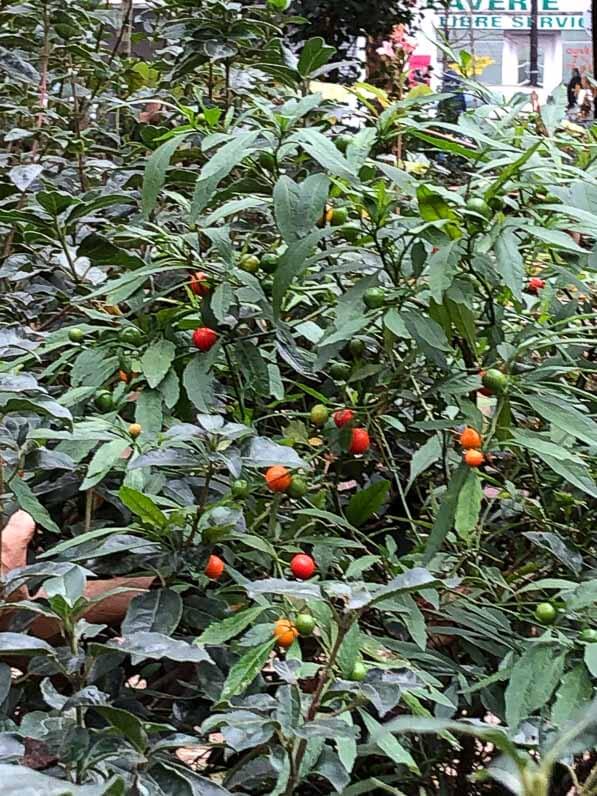 Lire la suite à propos de l’article Pommier d’amour dans un jardin parisien