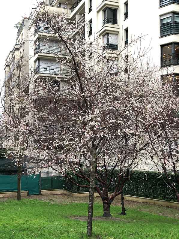 Lire la suite à propos de l’article Nuage de fleurettes de cerisier pour Noël