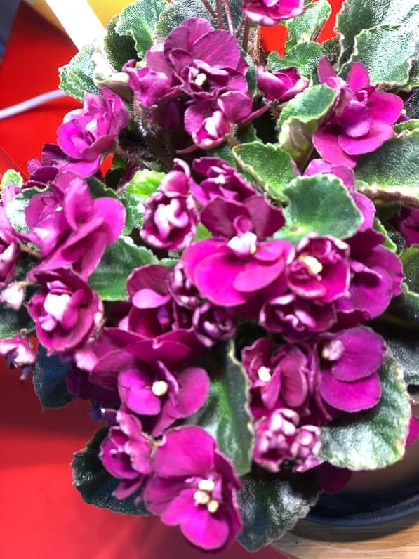 Lire la suite à propos de l’article Saintpaulia Jolly ‘Fireball’, un bouquet de fleurs !