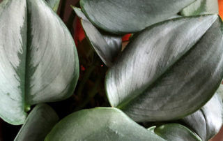Scindapsus treubii, Aracée, plante d'intérieur, Paris 19e (75)