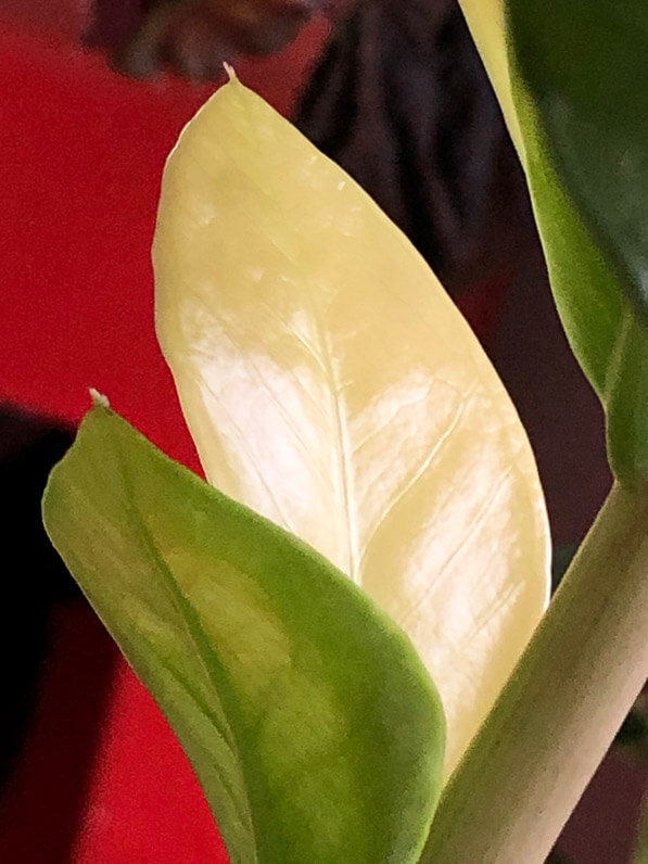 Lire la suite à propos de l’article Zamioculcas avec un feuillage de plus en plus panaché