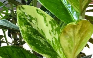Zamioculcas zamiifolia à feuillage panaché, Aracée, plante d'intérieur, Paris 19e (75)