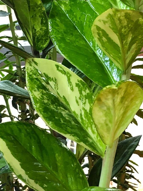 Lire la suite à propos de l’article Belles panachures du zamioculcas