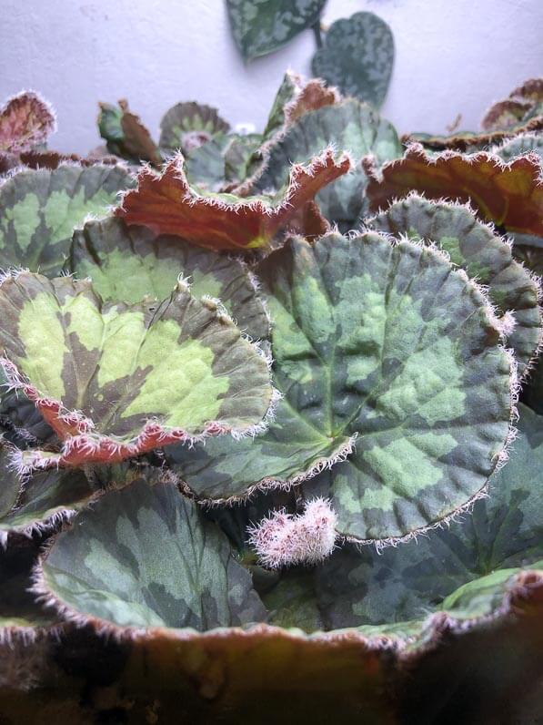 Begonia mashanica, Bégoniacées, plante d'intérieur, terrarium, Paris 19e (75)