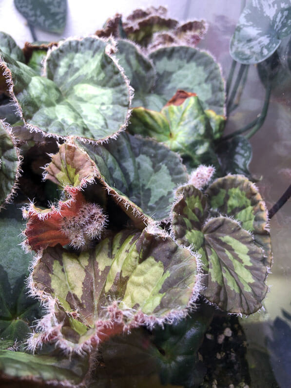 Begonia mashanica, Bégoniacées, plante d'intérieur, terrarium, Paris 19e (75)