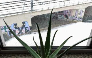 Aloe vera près d'une grande baie vitrée en hiver, Paris 19e (75)