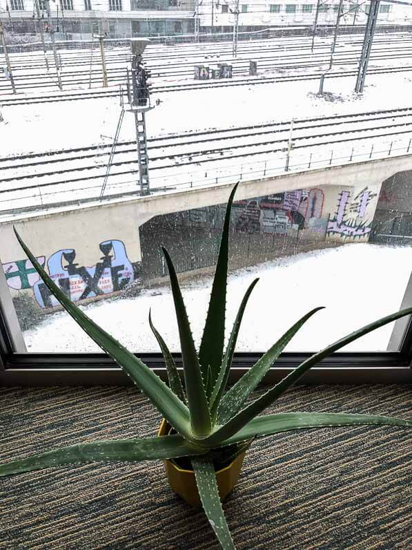 Lire la suite à propos de l’article Plantes d’intérieur, près de la fenêtre, mais pas trop !