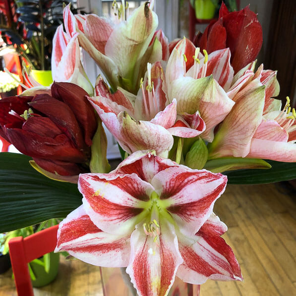 Lire la suite à propos de l’article Amaryllis exubérants en bouquet