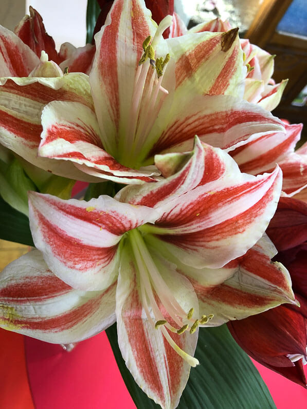 Bouquet d'amaryllis, Hippeastrum, Paris 19e (75)