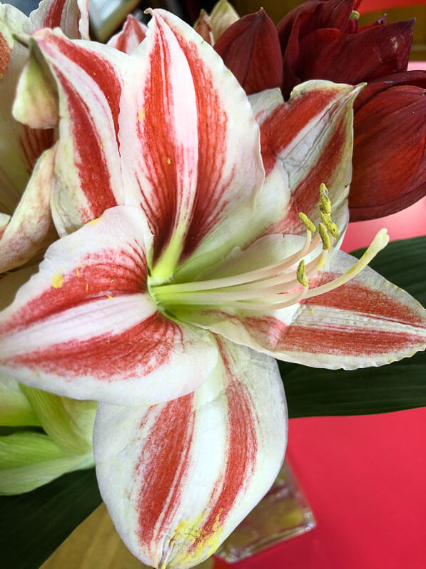 Bouquet d'amaryllis, Hippeastrum, Paris 19e (75)