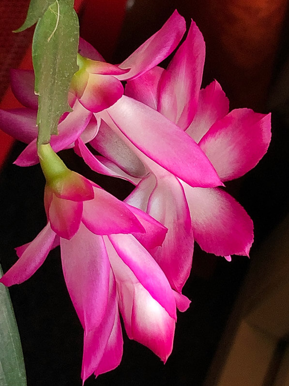 Fleur de cactus de Noël, Schlumbergera, Cactacées, plante d'intérieur, Paris 19e (75)