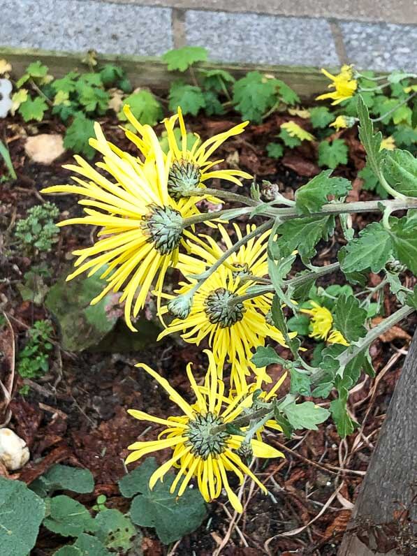 Chrysanthème fleuri en hiver dans le boulevard Arago, Paris 14e (75)