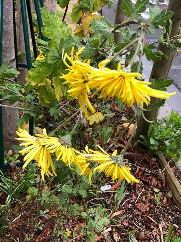 Chrysanthème fleuri en hiver dans le boulevard Arago, Paris 14e (75)