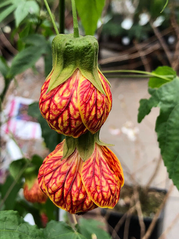 Lire la suite à propos de l’article Abutilon striatum ‘Redvein’