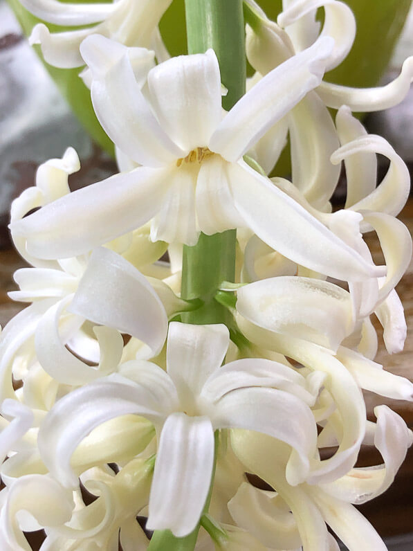 Lire la suite à propos de l’article Avec les jacinthes forcées, le printemps fleurit en hiver
