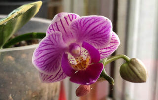Phalaenopsis miniature à feuillage panaché, orchidée, Orchidacées, plante d'intérieur, Paris 19e (75)