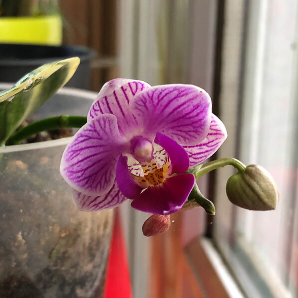 Lire la suite à propos de l’article Nouvelle floraison de mon phalaenopsis à feuillage panaché