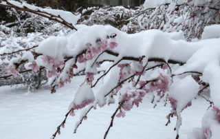 Fleurs de cerisier d'hiver (Prunus x subhirtella 'Autumnalis'), neige dans la capitale, Paris (75)