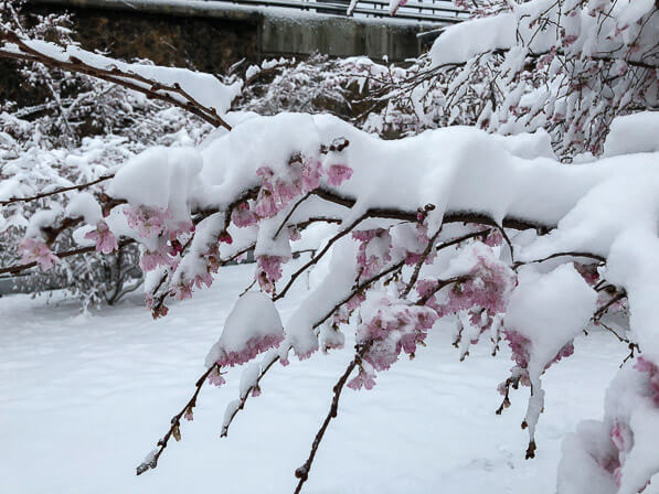 Fleurs de cerisier d'hiver (Prunus x subhirtella 'Autumnalis'), neige dans la capitale, Paris (75)