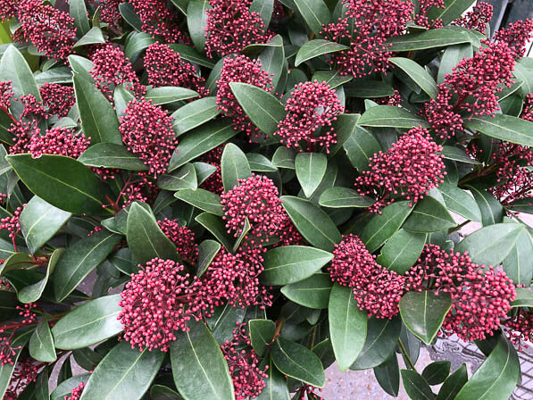 Lire la suite à propos de l’article Les pompons de grenats du Skimmia japonica ‘Rubella’