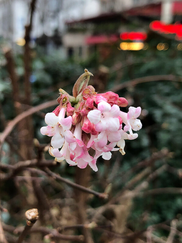 Lire la suite à propos de l’article Bouquet de fleurs de viorne d’hiver (Viburnum bodnantense)
