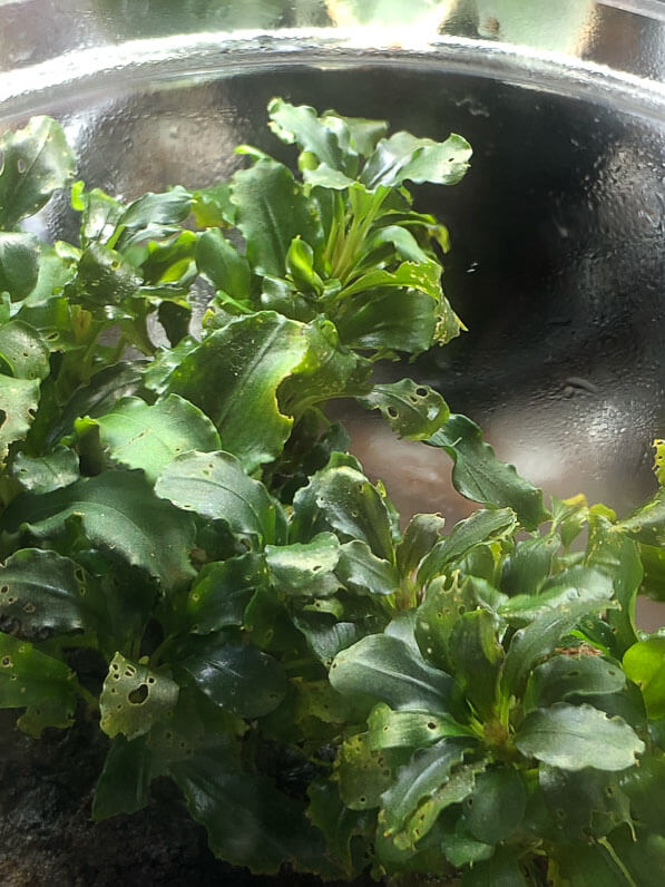 Bucephalandra cultivée dans un terrarium, Paris 19e (75)