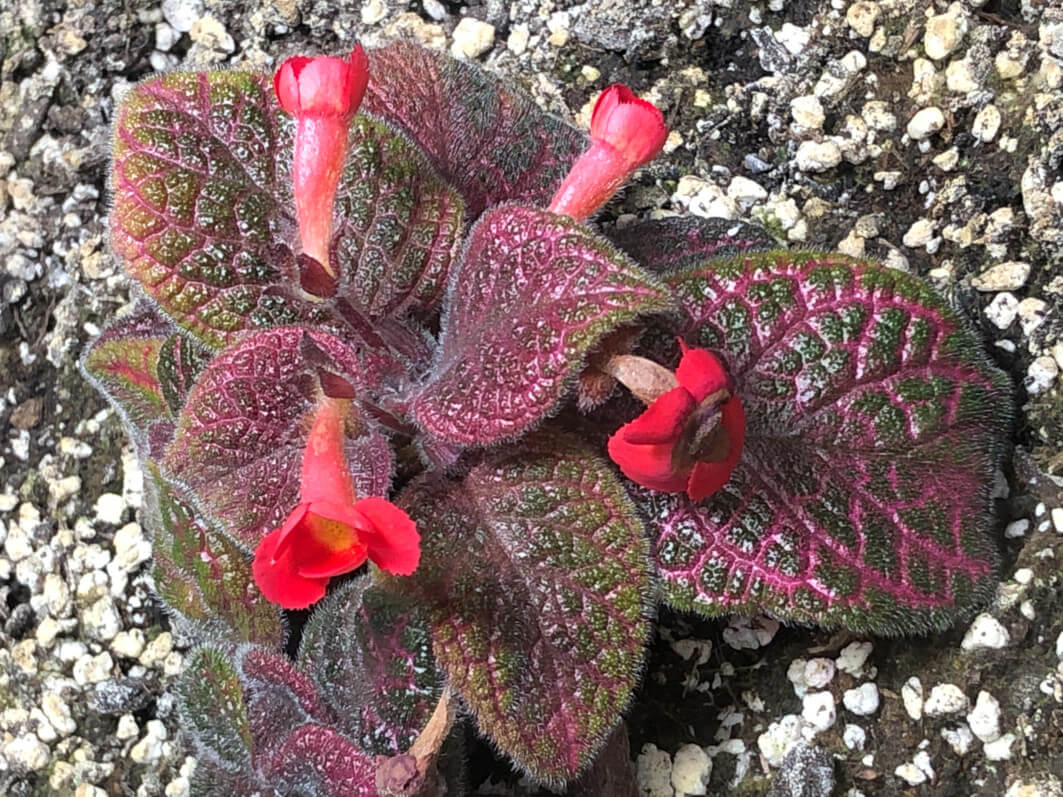 Lire la suite à propos de l’article Episcia ‘Pink Gator’