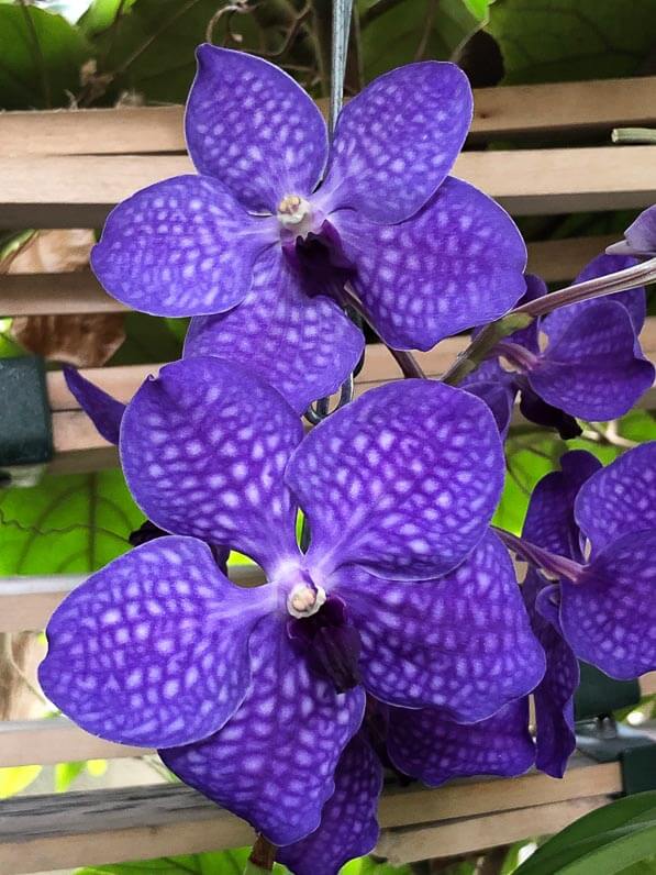 Lire la suite à propos de l’article Les vandas de l’exposition Mille et une orchidées du Jardin des Plantes de Paris