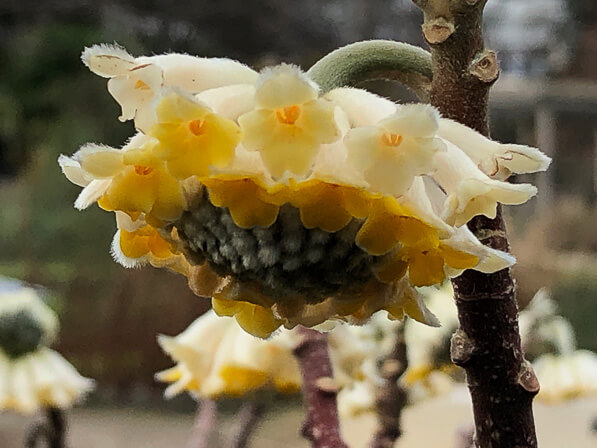 Lire la suite à propos de l’article Floraison de l’edgworthie à fleurs d’or ou buisson à papier