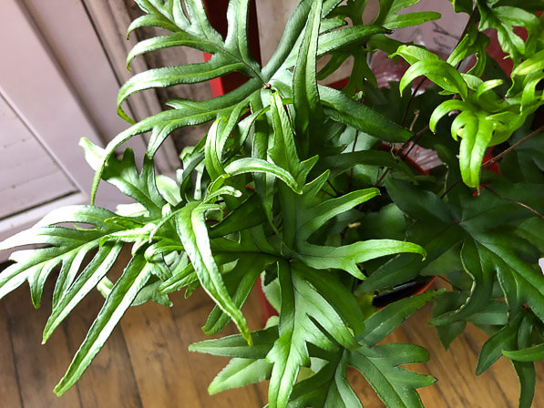 Doryopteris pedata, fougère, plante d'intérieur, Paris 19e (75)