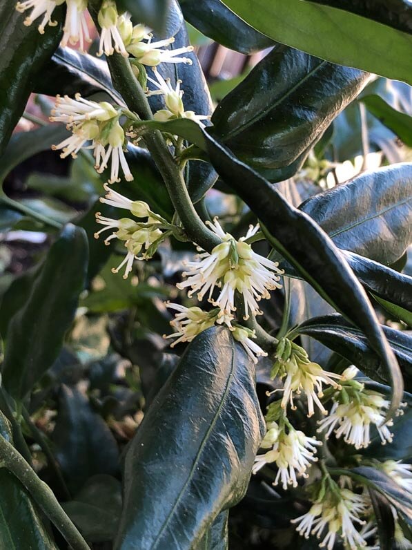 Lire la suite à propos de l’article Sarcococca confusa, une floraison discrète mais si parfumée