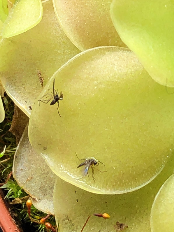 Insecte collé sur les feuilles de Pinguicula 'Weser', plante carnivore, plante d'intérieur, Paris 19e (75)