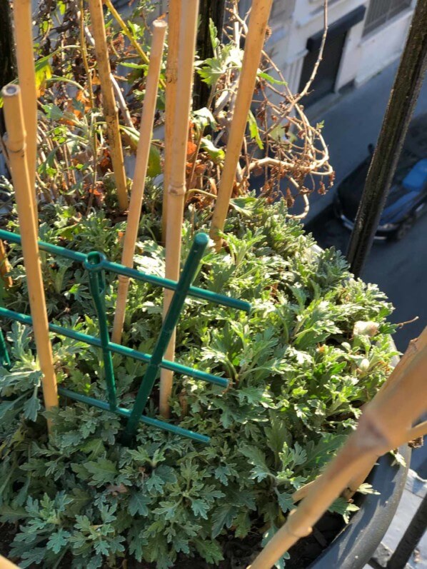 Lire la suite à propos de l’article La végétation des plantes vivaces est en avance