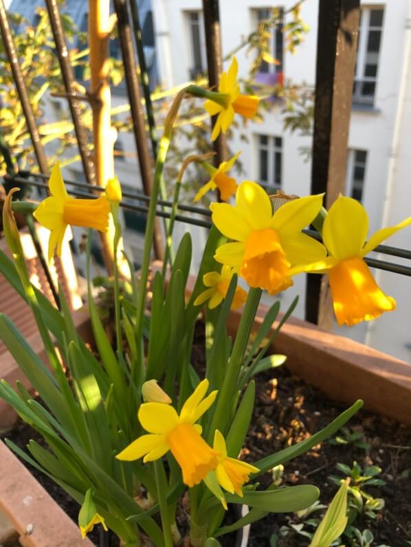 Lire la suite à propos de l’article Un petit air printanier sur mon balcon parisien