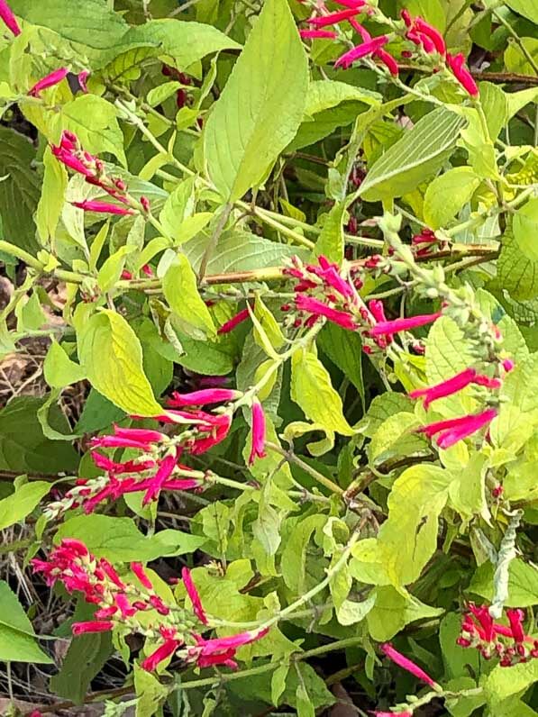 Lire la suite à propos de l’article Sauge en pleine floraison au coeur de l’hiver parisien