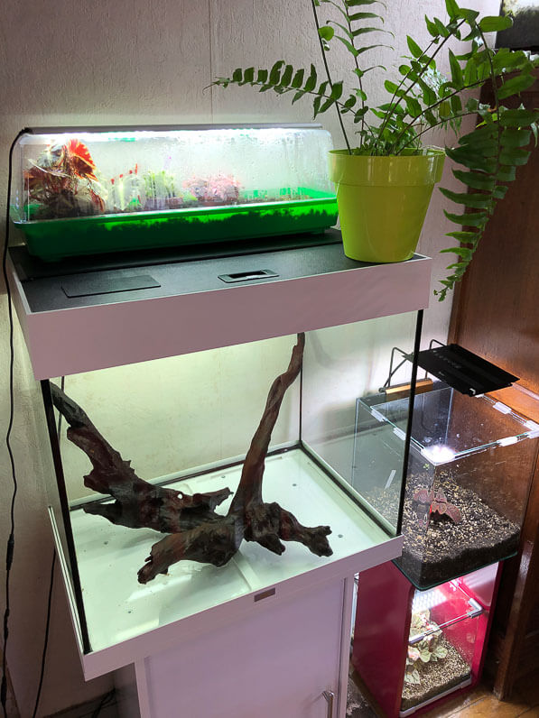 Lire la suite à propos de l’article Grand terrarium en devenir