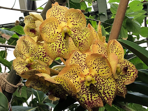 Lire la suite à propos de l’article Exposition Mille et une orchidées au Jardin des Plantes de Paris