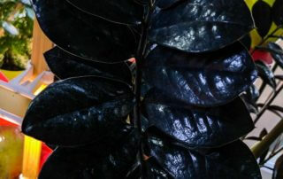 Zamioculcas 'Raven', feuillage noir, Aracée, Araceae, plante d'intérieur, Paris 19e (75)