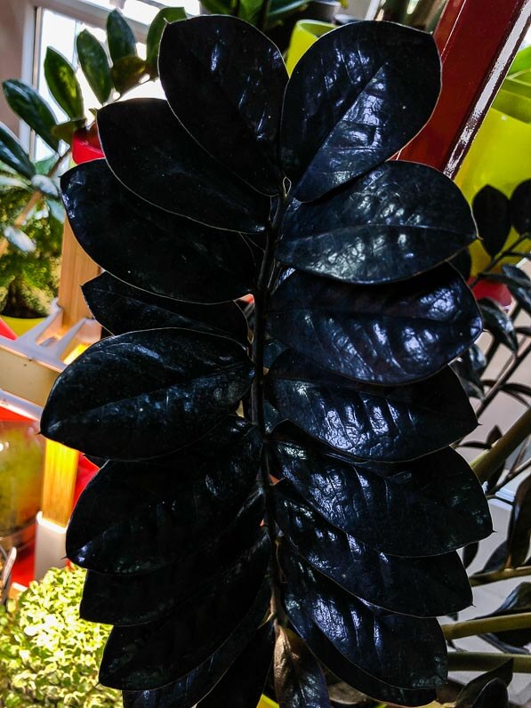 Lire la suite à propos de l’article Zamioculcas ‘Raven’ en version ultra black