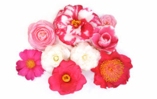 Fleurs de différentes variétés de Camellia, Fotolia / dreamnikon