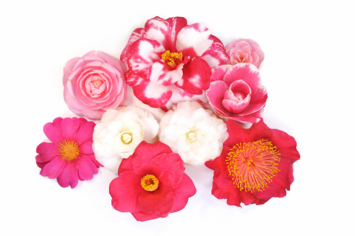Lire la suite à propos de l’article Exposition-vente Fête du Camellia à Briis-sous-Forges (91)