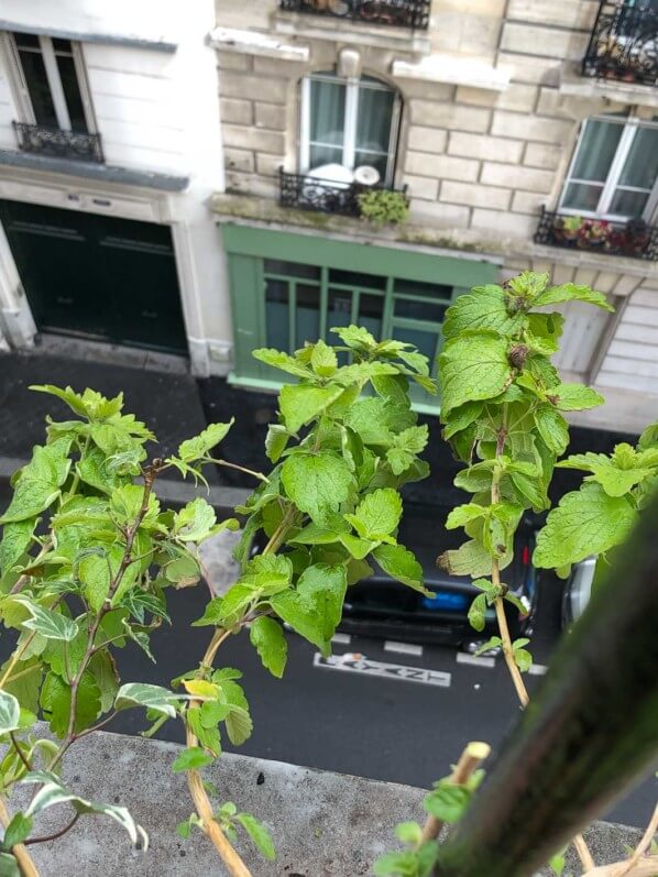 Lire la suite à propos de l’article Mon caryoptéris a gardé son feuillage tout l’hiver